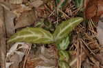 Pipsissewa <BR>Spotted wintergreen